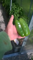 WP_20140629_006.jpg