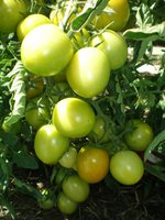 P7130436-ранеточка.jpg