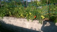 WP_20140713_001.jpg