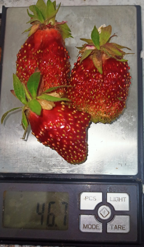 Средний размер первых ягод на 2-3х летних кустах нынче не превышает 15-17гр.