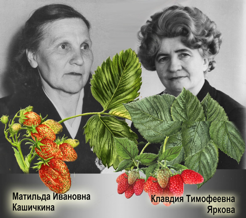 Кашичкина М.И.jpg