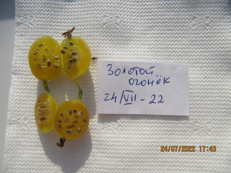 золотой огонёк IMG_4005.JPG