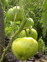 2014-07-24-1369.jpg