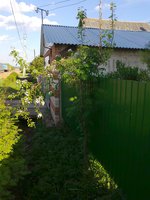 Весеннее фото груш на рябине