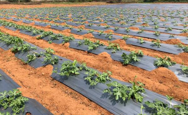 Water-Melon-Plants-with-plastic-Mulching..jpg