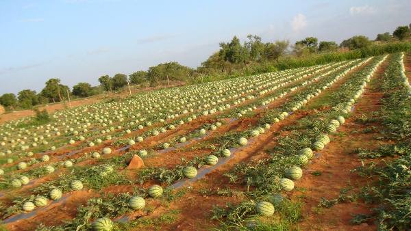 A-large-watermelon-farm-for-watermelon-farming.jpg