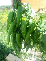 20140726_113829.jpg