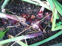 IMG_5997.jpg