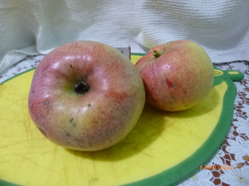 P1020828.JPG
