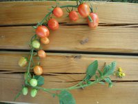 P8090611-израстание кисти-2.jpg