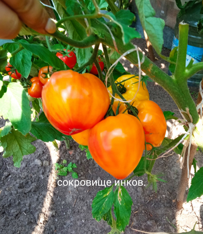 IMG_20220827_102954.jpg