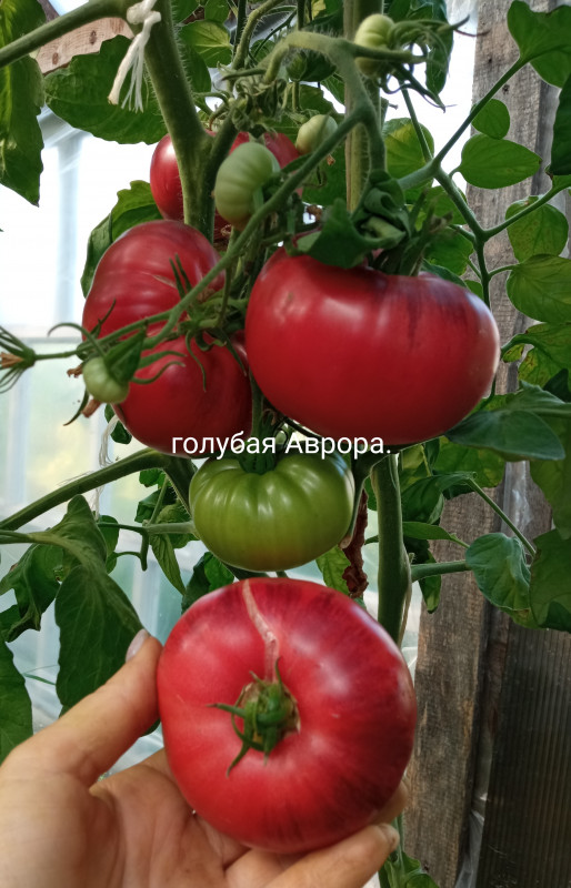 IMG_20220827_094949.jpg
