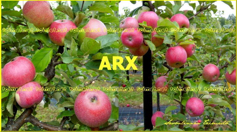 arx_s_2018_.jpeg