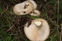 DSCF1171.JPG