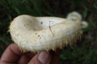 DSCF1176.JPG