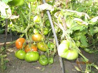 Розовые щечки