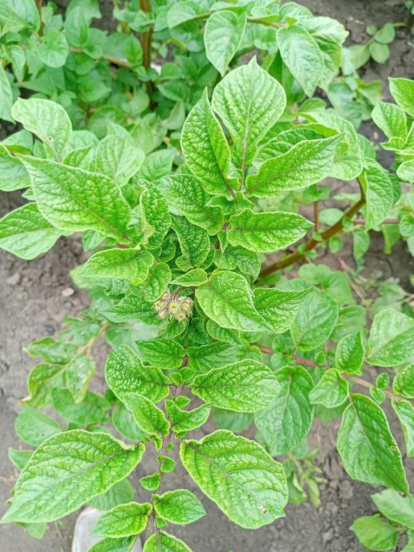 IMG20230613194520.jpg