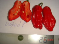 DSC08752.JPG