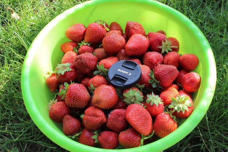 Сравнительное фото ягоды. В основном КФ с кустов-двухлеток. Третий сбор ягоды. Фото от 25.06.2023.