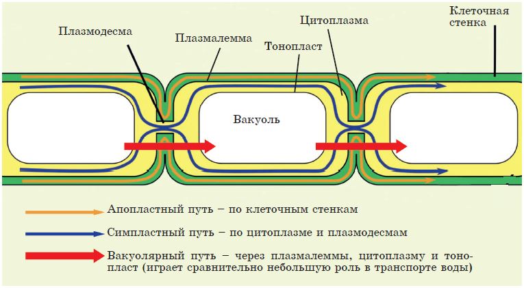 биология1_14.jpg