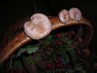 DSCN6669.JPG