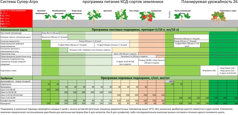 Обратите внимание на кальцинит внизу справа