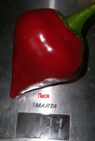 P1011081-1.jpg