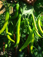 DSC08776.JPG