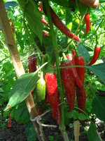 DSC08779.JPG