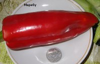 P1011453-2.jpg