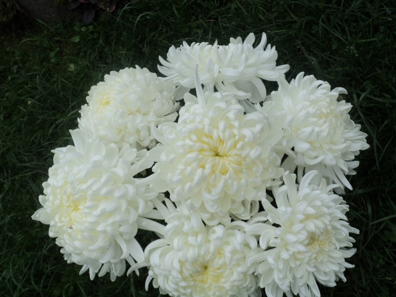 Букет белых хризантем.jpg