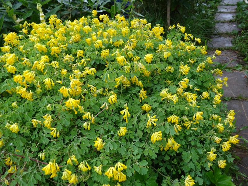 Ложнохохлатка Желтая Pseudofumaria lutea (7)ц.jpg