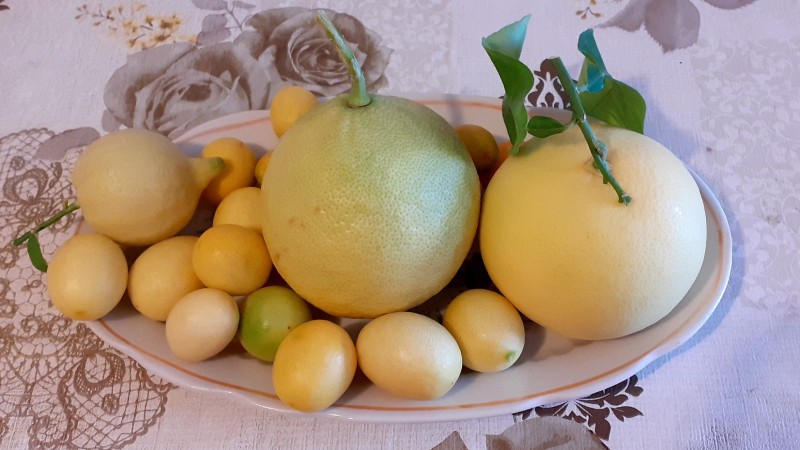 Грейпфрут Дункан,лимон Липо, Новогодний, лимонелла