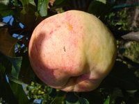 DSC02377.jpg