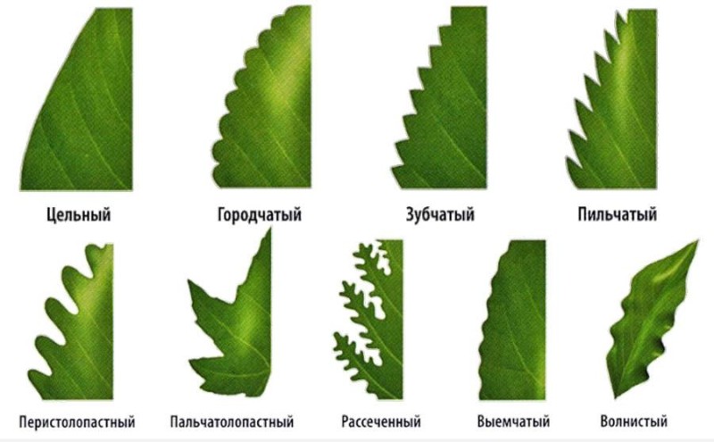 края листа.jpg