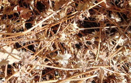 IMG20240708092500.jpg