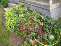 DSCN6490.JPG