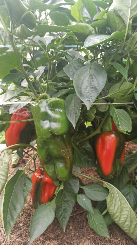 IMG-20240725-WA0008.jpeg
