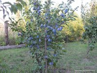 DSCF0461.JPG