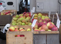 Last apples.jpg
