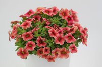 Calibrachoa Sweet Bells Impr. Strawberry Cream.jpg