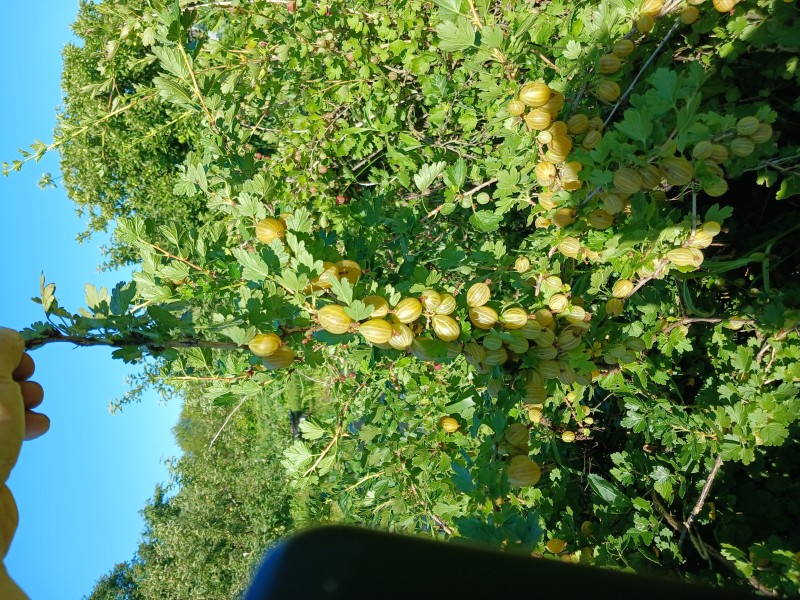 20250706_080154.jpg