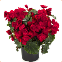Elatior Vermillion Red