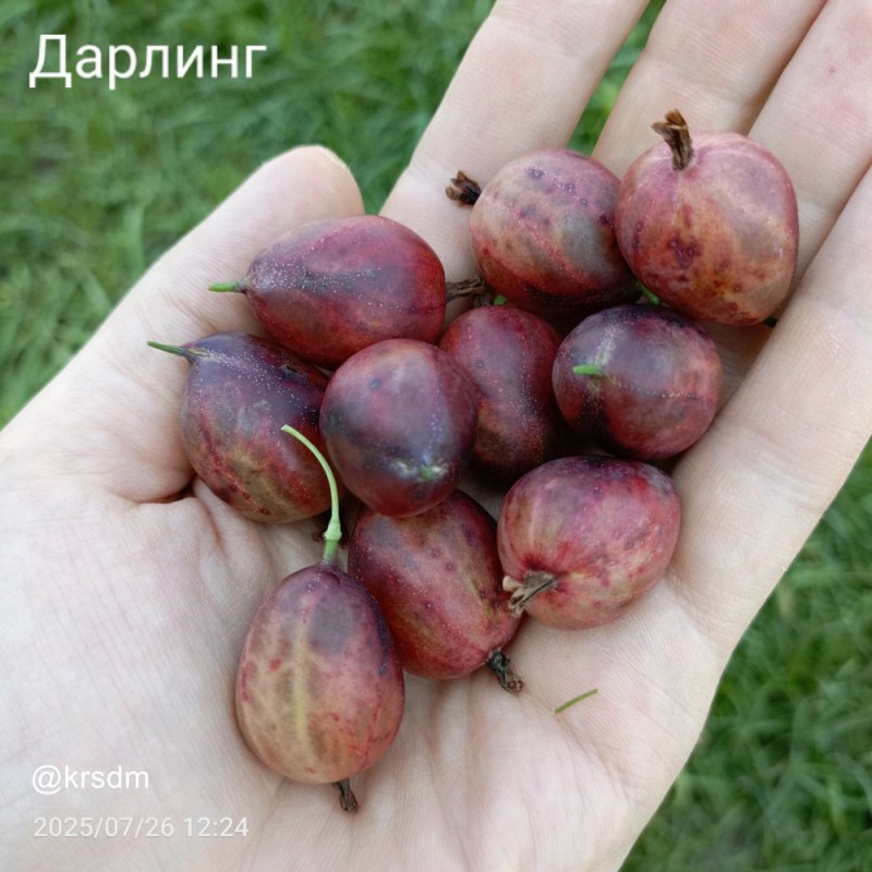 рука1.jpg