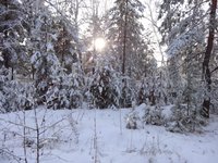 Светит полуденное солнце