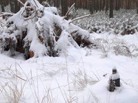 С помощью этого напитка валят деревья