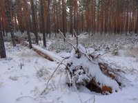 Но тут мне дорогу преградила поваленная сосна в пол-обхвата