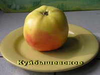 kuy2пп.jpg