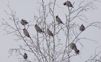 Свиристели 4.jpg