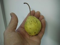 dalinevostohnica_thumb.jpg